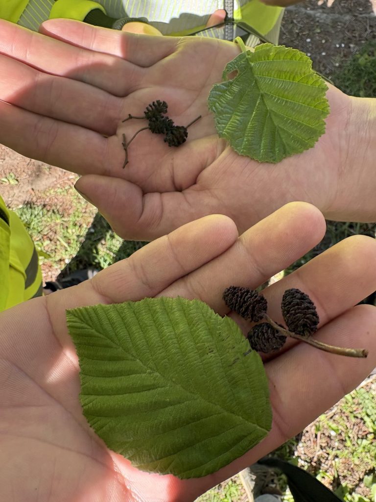 Jämförelse av blad och fröställningar under växtkännedom i Yrkesbevis 1